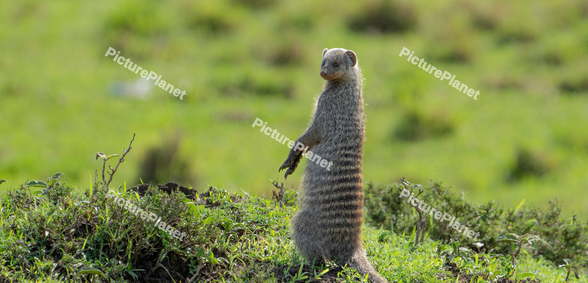 Banded Mongoose